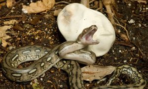 Snakes: Keepers of the Ecological Balance