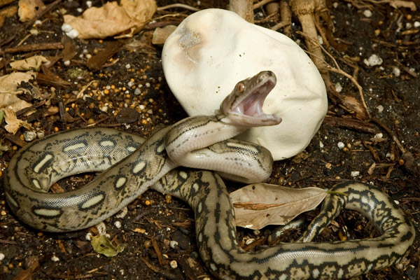 Newly hatched reticulated python (Malayopython reticulatus). These are one of the largest snakes in the world with the longest measuring 28 feet. (Julie Larsen Maher/WCS)