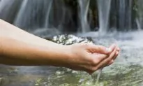 The Search for the Fountain of Youth