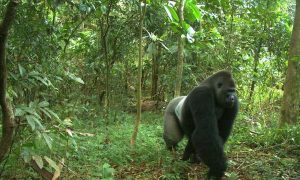 Deforestation Threatens Endangered Gorillas