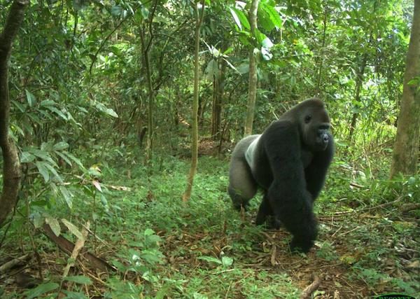 A Cross River gorilla, a distinct subspecies of which fewer than 300 still exist. (Courtesy of WCS Nigeria)