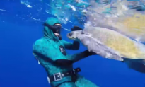 Diver Saves Sea Turtle, Then THIS Happens (Video)