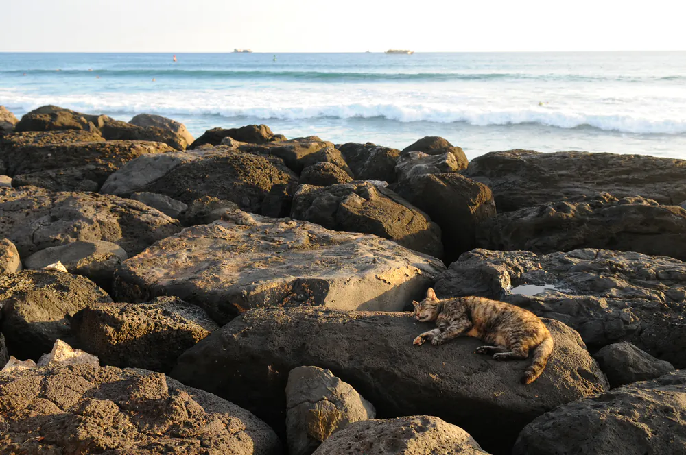 Cat sunning on rocks by the ocean in Oahu, Hawaii. (*Shutterstock)