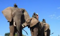 5 Luxury Lodges Where You’ll See Elephants in South Africa