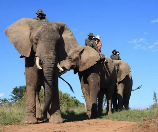 Addo Elephant Back Safari (A Luxury Travel Blog)