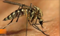 Chikungunya Virus Contracted In U.S. (Video)