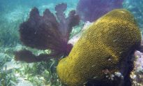 Coral Reefs Key for Saving Millions of Humans