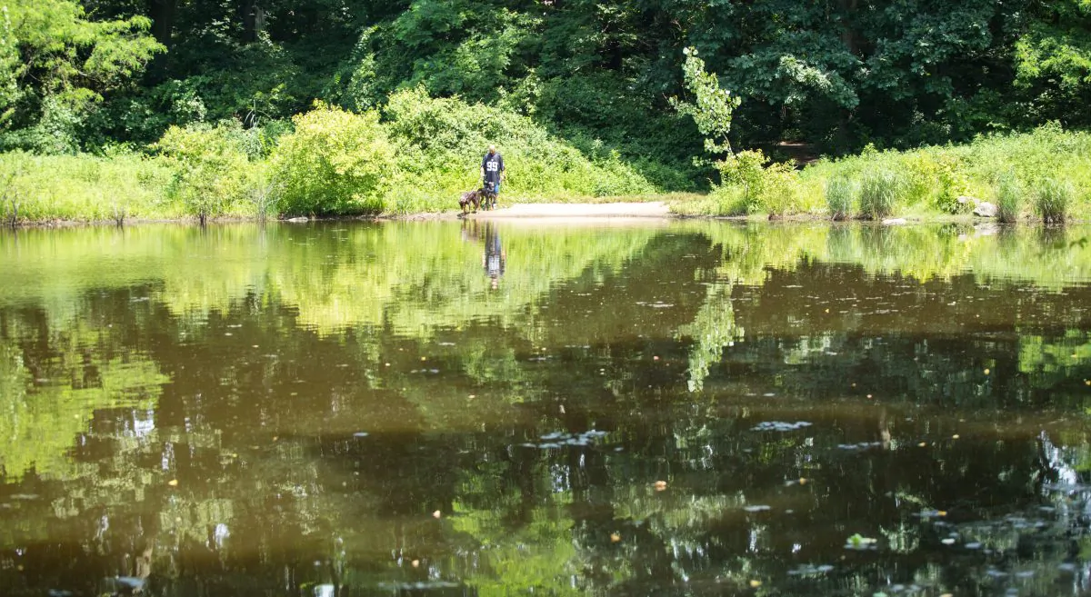 Strack Pond in Forest Park, Queens, June 30, 2014.  In recent years, city agencies have exponentially increased its spraying of Roundup, a weed-killer with a primary ingredient that is likely linked to cancer.  (Laura Cooksey/Epoch Times)
