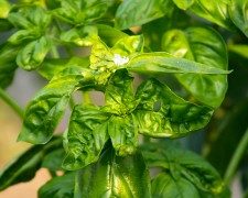 My Favorite Garden Herbs and How To Grow Them