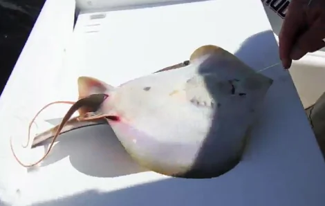Fisherman Helps Stingray Give Birth (Video)