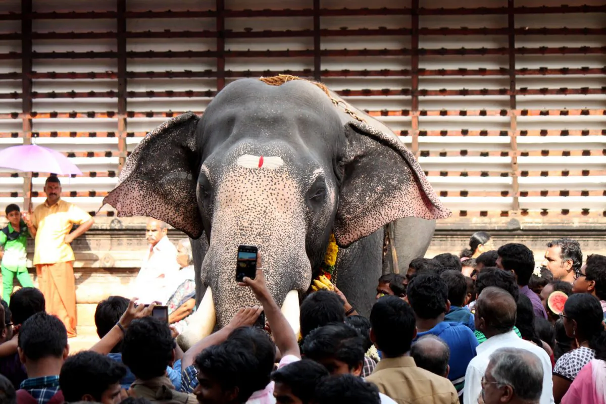 Smudged with paint and garlanded with leis for the elephant feeding festival in Thrissur, Kerala State, India, on July 17, 2014, these elephants’ heavy chains and thick ropes reveal their dual life—one of stardom and one of servitude. (Venus Upadhayaya/Epoch Times)