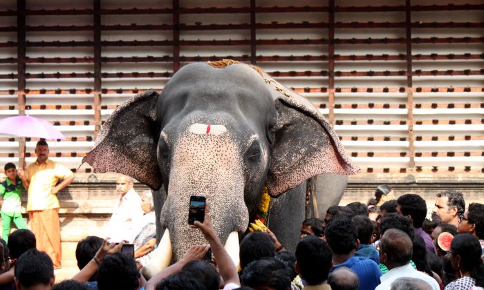 Smudged with paint and garlanded with leis for the elephant feeding festival in Thrissur, Kerala State, India, on July 17, 2014, these elephants’ heavy chains and thick ropes reveal their dual life—one of stardom and one of servitude. (Venus Upadhayaya/Epoch Times)