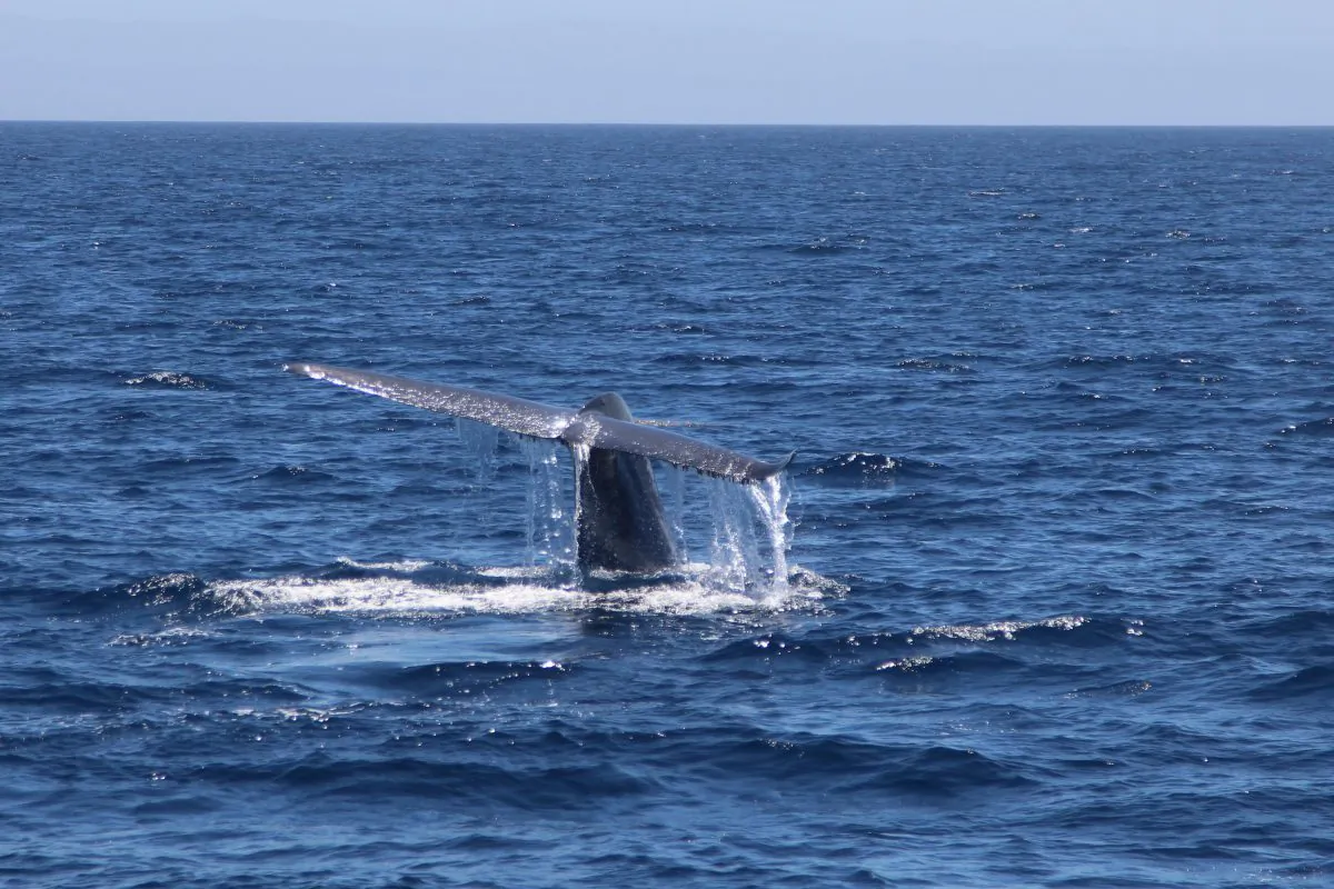 A blue whale shows off its tail off the coast of Long Beach, Calif. on July 23. (Andrew Li/Epoch Times)