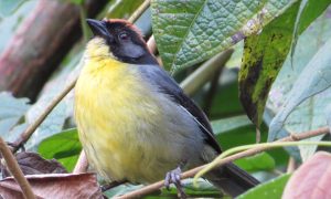 Columbia Mountain Range Reserve Protects Rare Birds