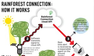 Phone Alert System Ready for Amazon Forest