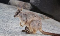 Australian Government Relaxes Conservation Efforts