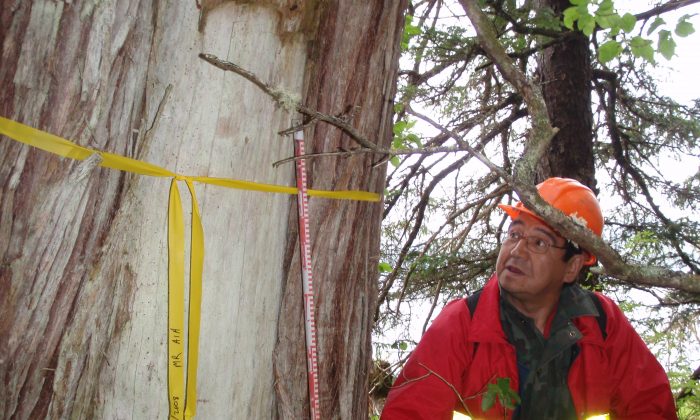 A Heiltsuk forestry worker holds a scale beside a rectangular bark-strip on a culturally modified tree near Doc Creek, B.C. The Heiltsuk Nation is part of a project that will improve the understanding and management of CMTs, an important pre- and post-contact heritage feature on B.C.'s Pacific Coast. (Courtesy of Morley Eldridge)