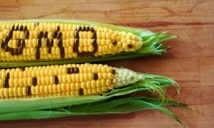 Top 10 Reasons to Avoid GMOS