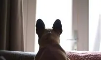 Do Animals Have ESP? Unexplained Stories Seem to Show Animal Clairvoyance