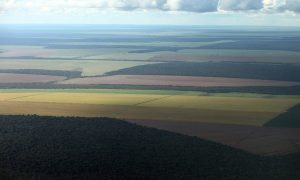 Deforestation Possibly Stopped by 2040 in Brazil