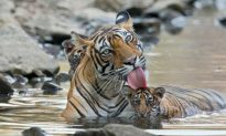 Tiger Family Cool Off at Ranthambore National Park