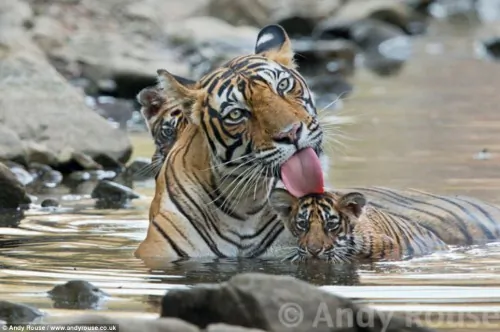 Tiger Family Cool Off at Ranthambore National Park