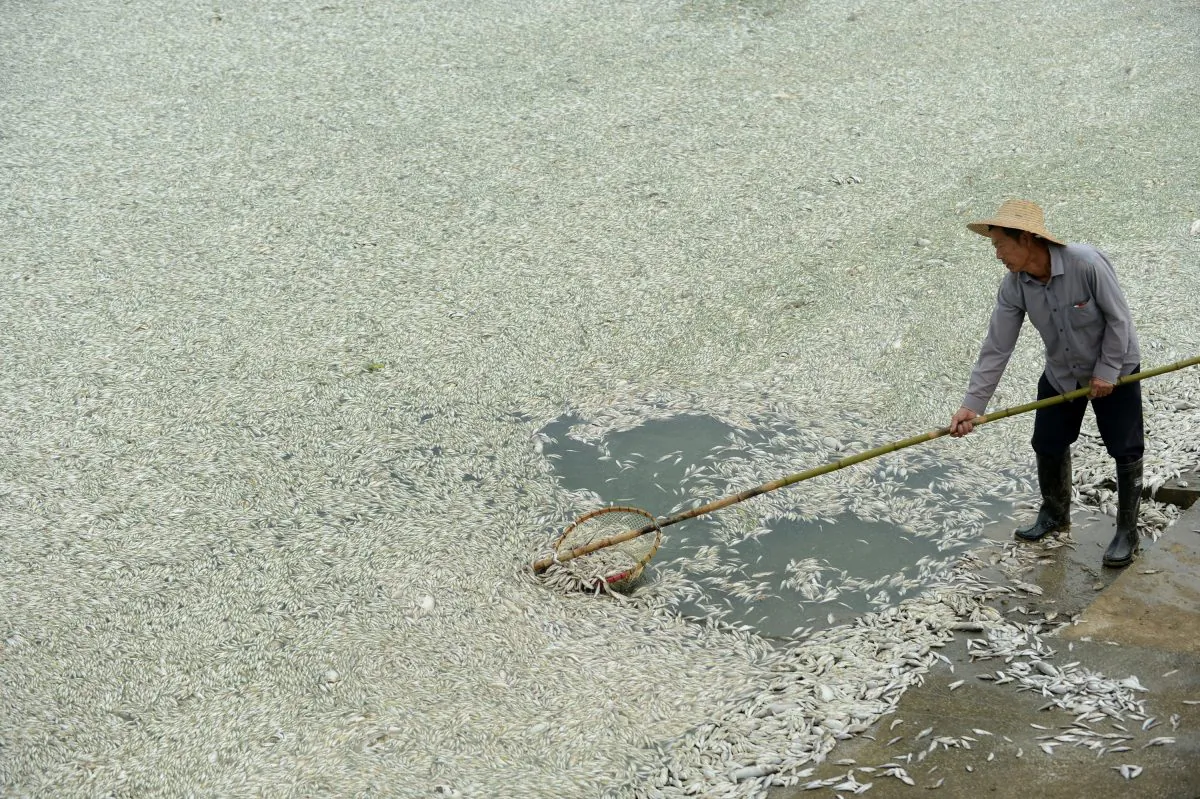 A resident clears dead fish from the Fuhe River in Wuhan, in central China's Hubei Province on Sept. 3, 2013. A recent report issued by Hebei Province details the serious water pollution found there. (STR/AFP/Getty Images)