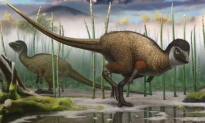 All Dinosaurs May Have Had Feathers (Video)