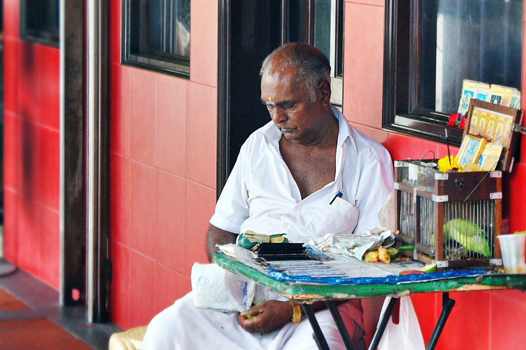 Mani the Parakeet