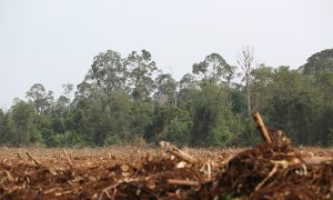 Letter to Indonesia President on Environment