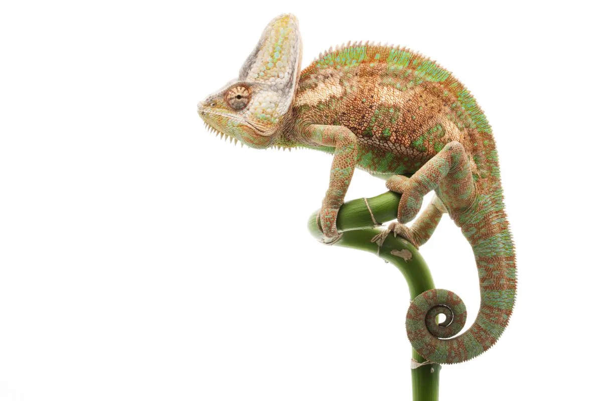 The chameleon (Chamaeleo calyptratus) is a cold-blooded animal. (Shutterstock*)