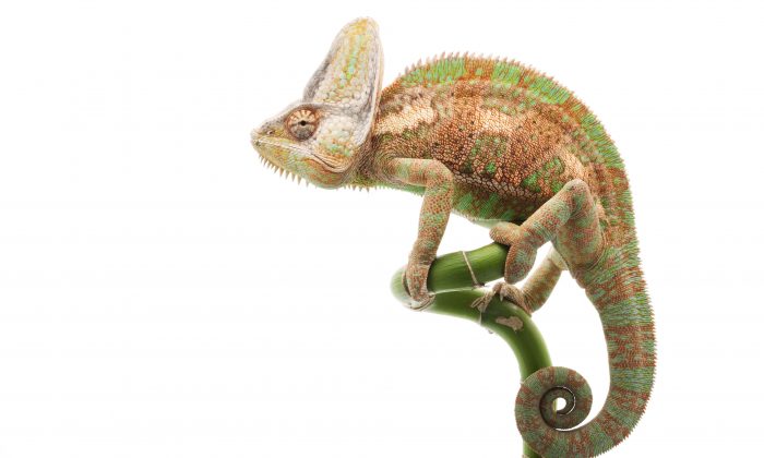 Why Cold-Blooded Animals Don't Need to Wrap Up to Keep Warm Why Cold-Blooded Animals Don't Need to Wrap Up to Keep Warm