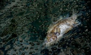 Under Water: The EPA's Struggle to Combat Pollution