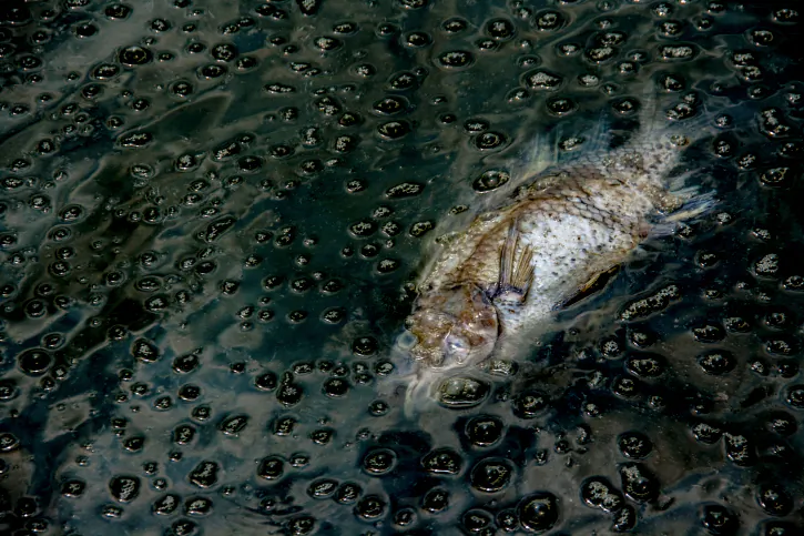 A dead fish in a chemically contaminated river. (Thinkstock)