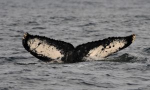 Why the Ocean Ecosystem needs Whales