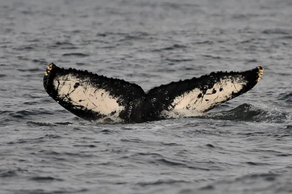 Why the Ocean Ecosystem needs Whales