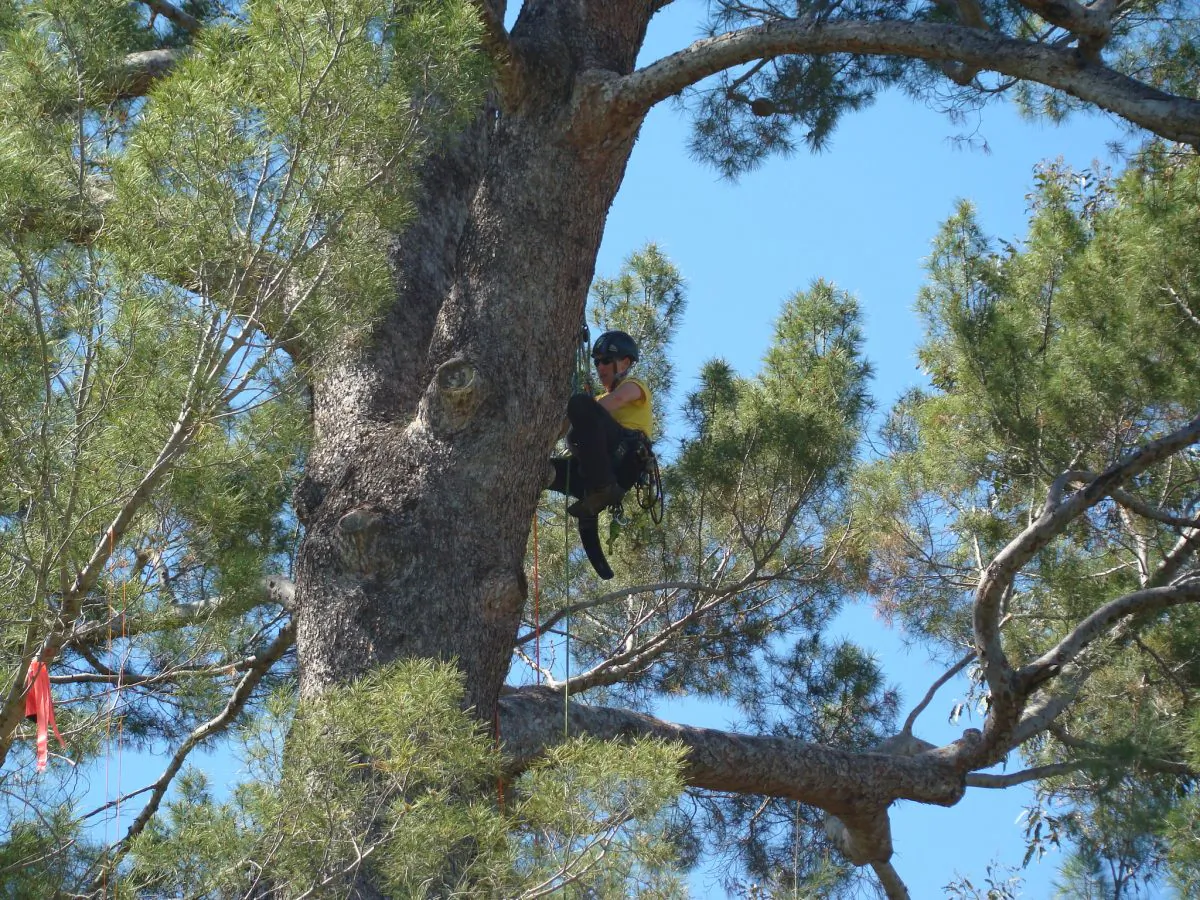 Krista Strating competes in the North American Tree Climbing Championship in Pasadena, California, in April, where she won first place in the women's division. (International Society of Arboriculture)