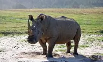 How Killing Off Wildlife Causes Social Chaos