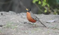 Songbirds Dying from DDT in Michigan yards; Superfund Site Blamed