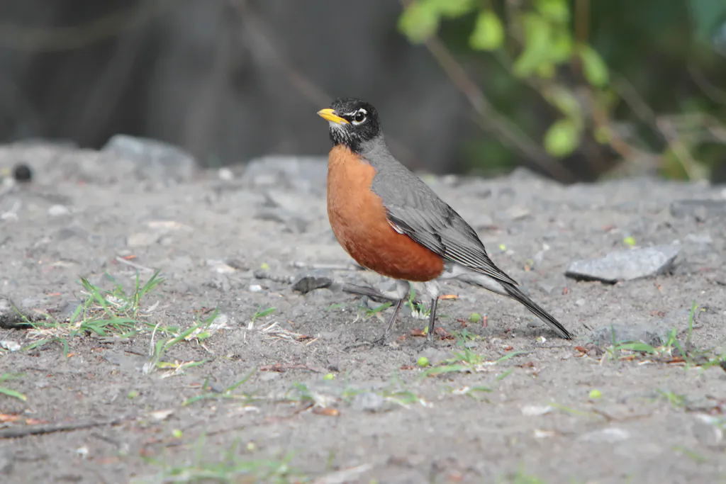 American Robin (wikimedia.org)