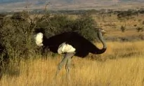 New Bird Species Added to Endangered List