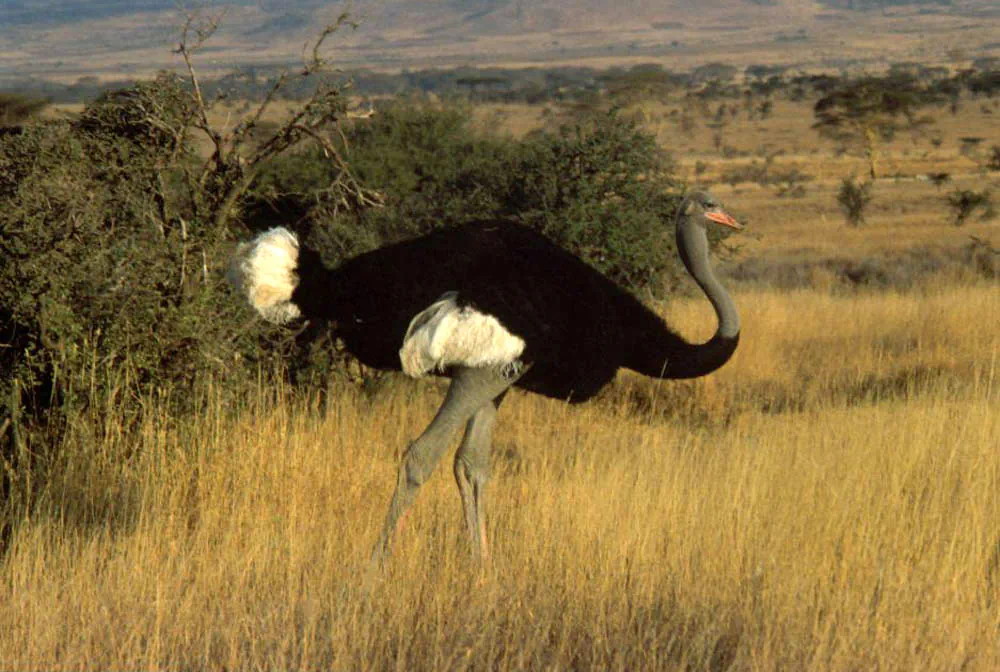 Somali Ostrich (wikimedia.org)