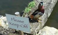 Webcam Bird Rescue Shows How Quickly Our Attraction to Nature Can Turn Sour