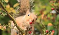 The Seasons are Changing but the Long-term Effects on Wildlife Are Still Unclear