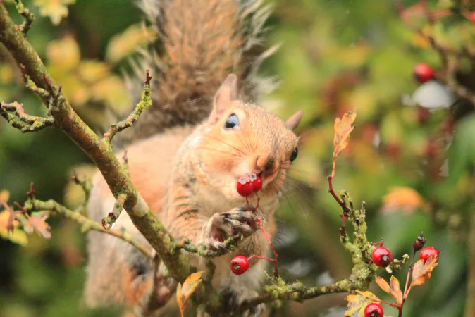 Berry bizarre. (Milo Bostock/Flickr, CC BY)