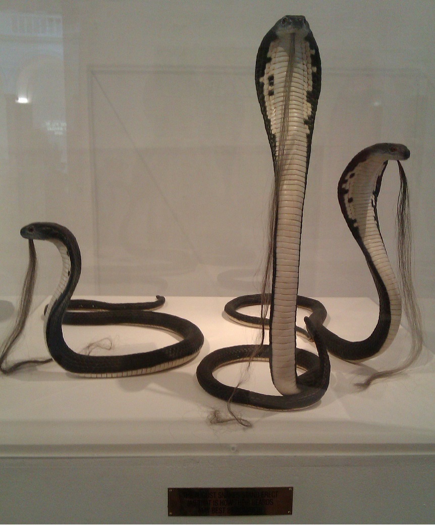 Bearded Snakes Bearded Snakes