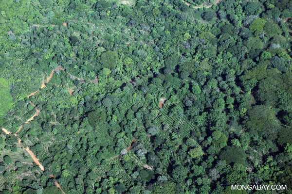 Shade Grown Coffee Helps Forests and Natives