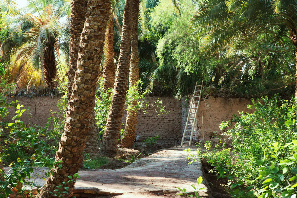 A garden in Shahdad, Iran, the city near which a site was uncovered that some say must have been home to a society of little people. (Wikimedia Commons)