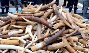 The Demand for Ivory Tusks—Deadly for Elephants