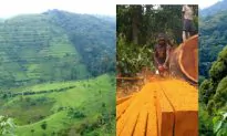 Forest Conservation and the Double-Edged Sword of Democracy